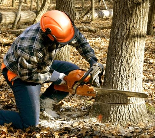 Tree Removal in Horseshoe Bay, TX